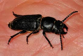 Attēlu rezultāti vaicājumam “Spondylis buprestoides”