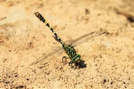 Attēlu rezultāti vaicājumam “Onychogomphus forcipatus”