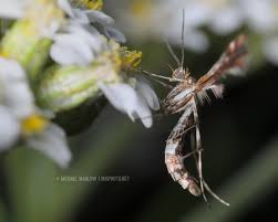 Attēlu rezultāti vaicājumam “Pterophoridae”