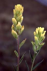 Attēlu rezultāti vaicājumam “Orobanchaceae”