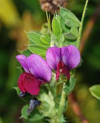Attēlu rezultāti vaicājumam “Vicia angustifolia flower”