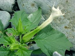 Image result for Datura stramonium