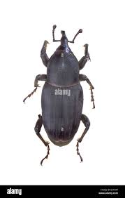 Image result for Coleoptera Curculionoidea