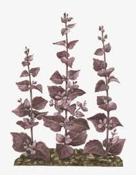 Image result for Atriplex hortensis
