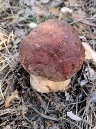 Attēlu rezultāti vaicājumam “Boletus pinophilus”