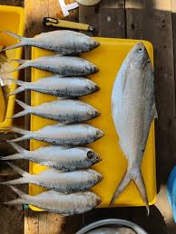 Image result for Alosa sapidissima