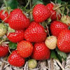 Attēlu rezultāti vaicājumam “Fragaria moschata”