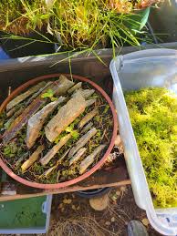 Attēlu rezultāti vaicājumam “Pinguicula vulgaris fruit”