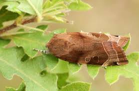 Attēlu rezultāti vaicājumam “Noctua fimbriata”