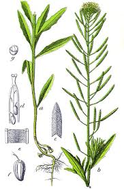 Attēlu rezultāti vaicājumam “Erysimum cheiranthoides leaf”