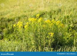 Attēlu rezultāti vaicājumam “Euphorbia virgata flower”