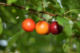 Attēlu rezultāti vaicājumam “Prunus cerasifera var. divaricata”