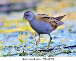 Image result for Porzana parva