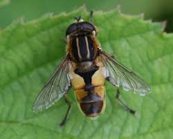 Attēlu rezultāti vaicājumam “Helophilus hybridus”