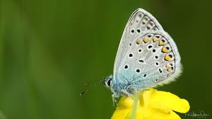 Attēlu rezultāti vaicājumam “Polyommatus icarus”