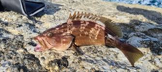 Image result for Mycteroperca rubra