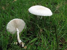 Attēlu rezultāti vaicājumam “Macrolepiota”