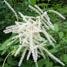 Image result for Aruncus dioicus