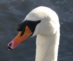 Attēlu rezultāti vaicājumam “Cygnus olor adult”