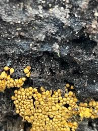 Attēlu rezultāti vaicājumam “Hemitrichia calyculata stalked”