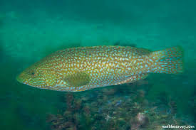 Image result for Labrus bergylta