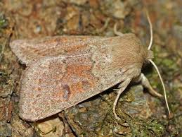 Attēlu rezultāti vaicājumam “Orthosia miniosa imago”