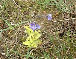 Attēlu rezultāti vaicājumam “Lentibulariaceae”