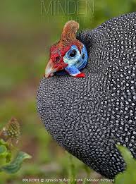 Attēlu rezultāti vaicājumam “Numida meleagris adult”