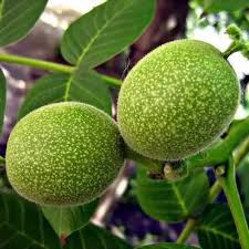 Attēlu rezultāti vaicājumam “Juglans regia fruit”