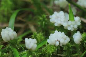 Attēlu rezultāti vaicājumam “Physarum globuliferum”