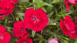 Image result for Dianthus