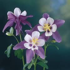 Image result for Aquilegia