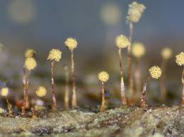 Attēlu rezultāti vaicājumam “Cribraria microcarpa spores”