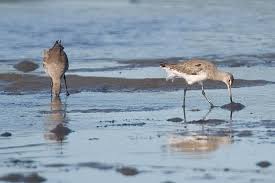 Image result for Limosa haemastica