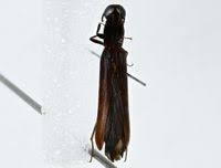 Attēlu rezultāti vaicājumam “Lymexylidae”