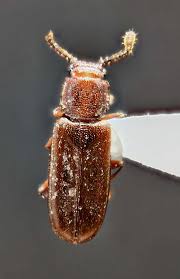 Attēlu rezultāti vaicājumam “Cucujidae”