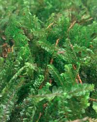 Attēlu rezultāti vaicājumam “Plagiochila”