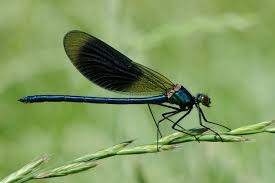 Attēlu rezultāti vaicājumam “Calopteryx splendens”