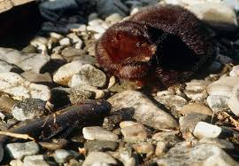 Attēlu rezultāti vaicājumam “Mustela vison”