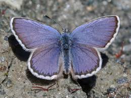 Attēlu rezultāti vaicājumam “Plebejus idas”