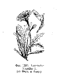 Attēlu rezultāti vaicājumam “Leontodon hispidus fruit”