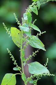 Attēlu rezultāti vaicājumam “Chenopodium polyspermum var. acutifolium flower”