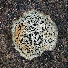 Attēlu rezultāti vaicājumam “Hypocenomyce friesii”