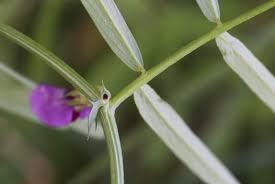 Attēlu rezultāti vaicājumam “Vicia angustifolia leaf”