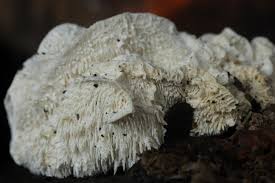 Attēlu rezultāti vaicājumam “Hericium cirrhatum”