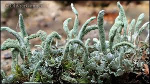 Attēlu rezultāti vaicājumam “Cladonia coniocraea”