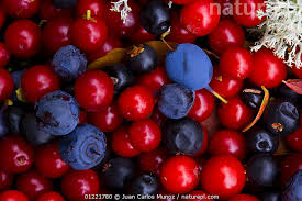 Attēlu rezultāti vaicājumam “Vaccinium vitis-idaea fruit”