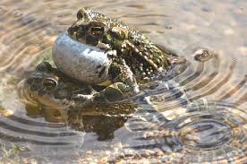 Attēlu rezultāti vaicājumam “Pseudepidalea viridis adult”