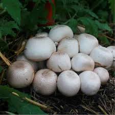 Attēlu rezultāti vaicājumam “Agaricus”