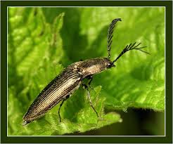 Attēlu rezultāti vaicājumam “Ctenicera pectinicornis male”